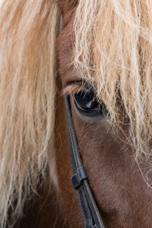 Detail Of Sorrel Horse With Flax Mane