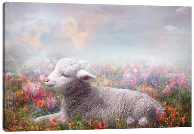 Lamb Of God Canvas Art Print - Sheep Art