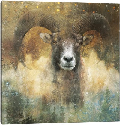 Big Horn Canvas Art Print - Sheep Art