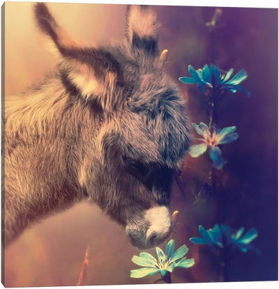 Take Time To Smell The Flowers Canvas Art Print - Claudia McKinney