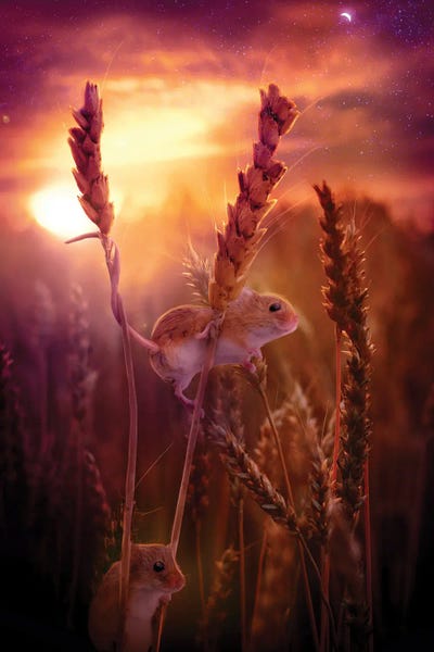 Mice: Out And About by Claudia McKinney