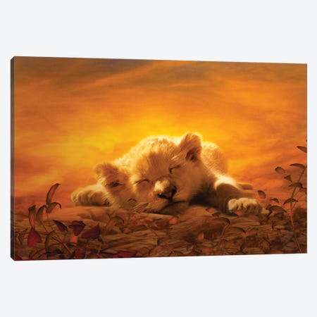 Lion Cub Sleeping Canvas Print #CMK42} by Claudia McKinney Art Print