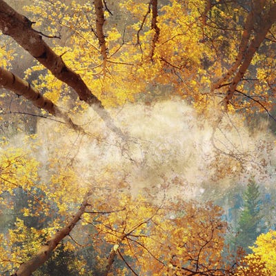 Autumnal Trees by Claudia McKinney framed canvas print