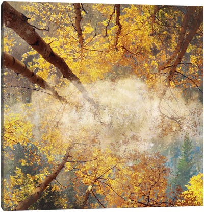 Autumnal Trees Canvas Art Print - Aspen Tree Art