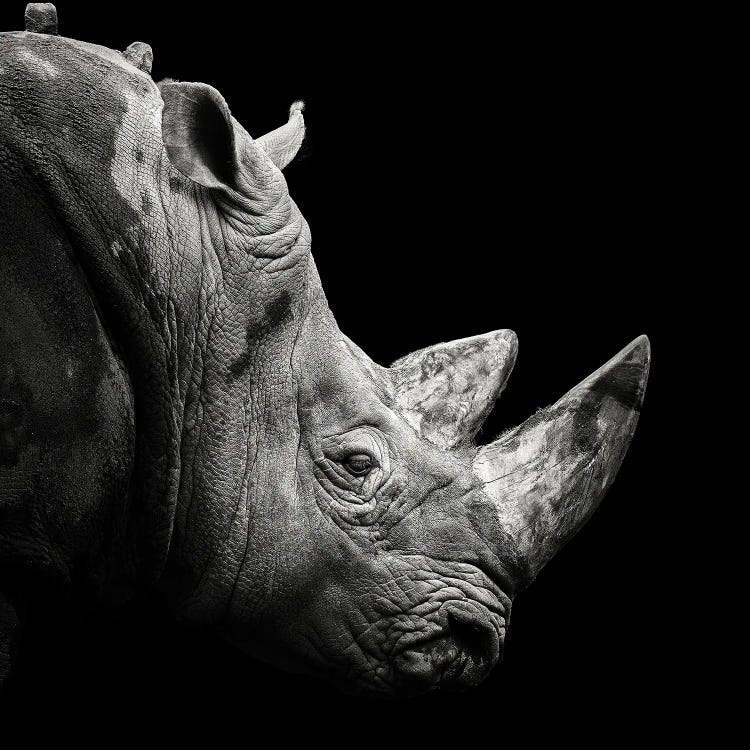 Rhino