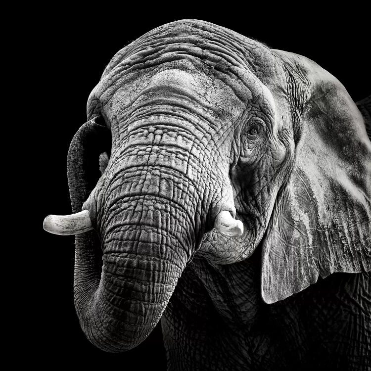African Elephant