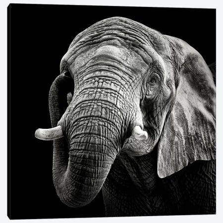 African Elephant Canvas Print #CMM1} by Christian Meermann Canvas Print