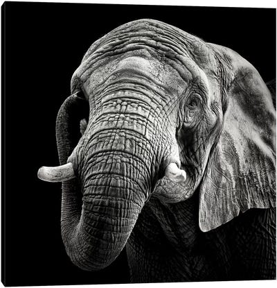 African Elephant Canvas Art Print