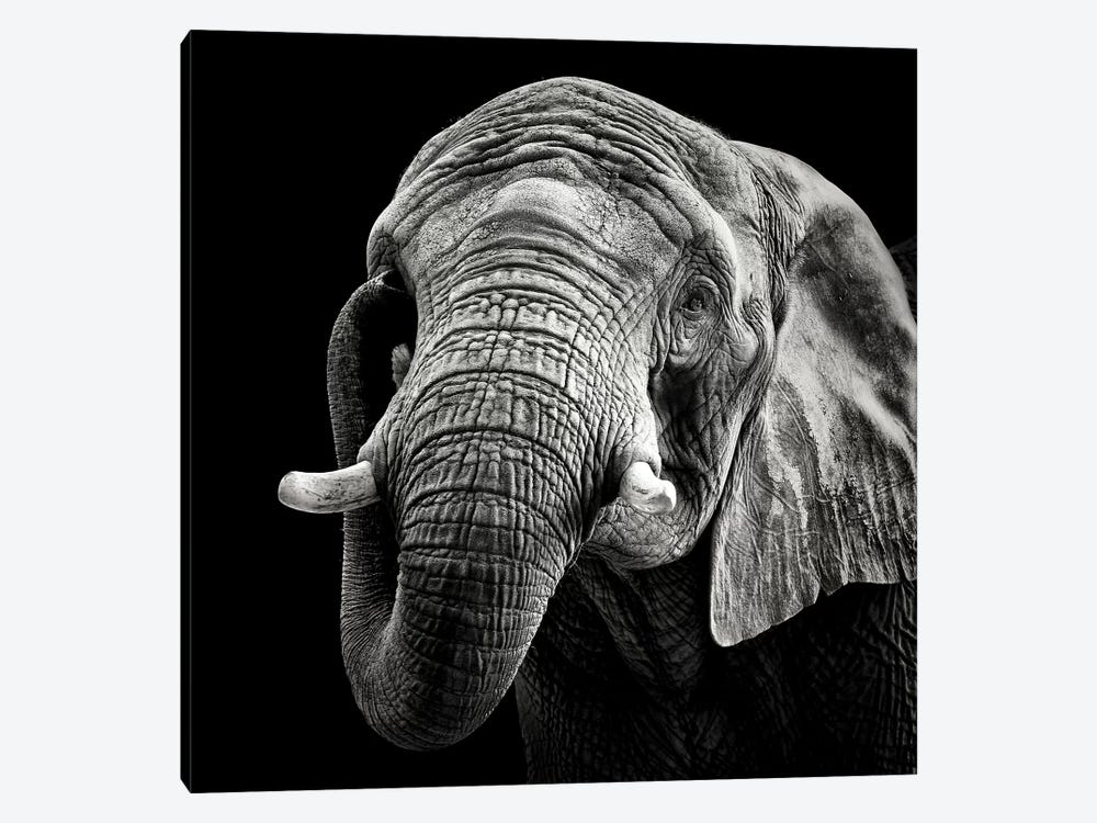 African Elephant by Christian Meermann 1-piece Canvas Wall Art
