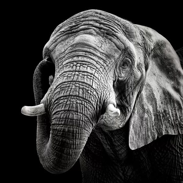 African Elephant