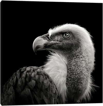 Eurasian Griffon Canvas Art Print - Vultures