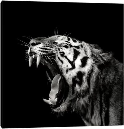 Primal Yawn IV Canvas Art Print - Tiger Art