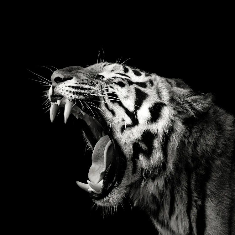 Primal Yawn IV