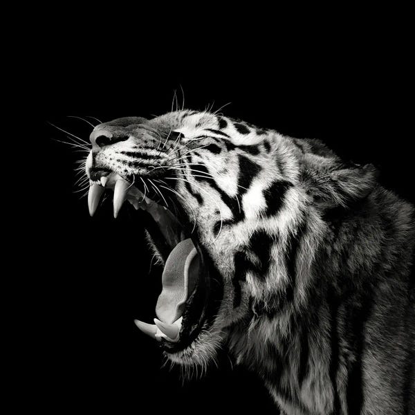 Primal Yawn IV