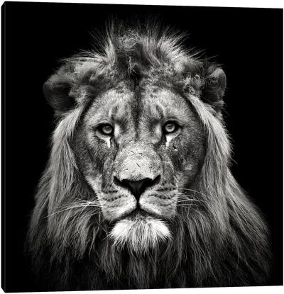 Young Male Lion Canvas Art Print - Black & White Animal Art