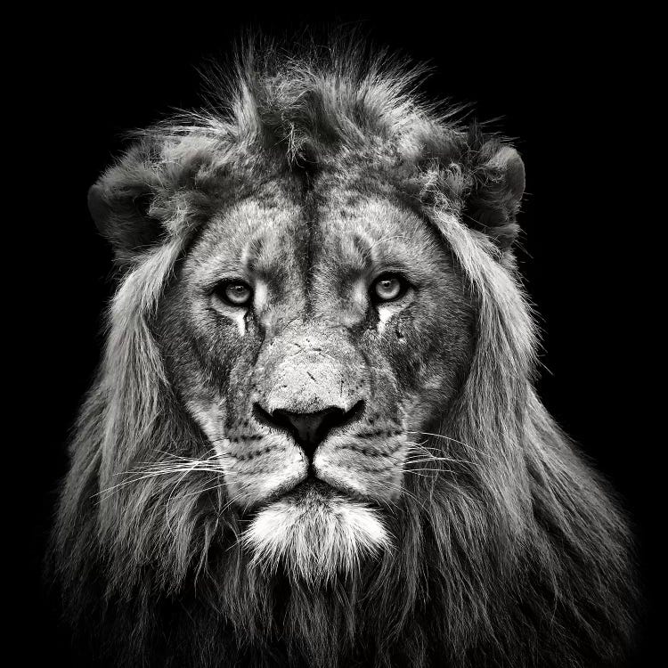 Young Male Lion