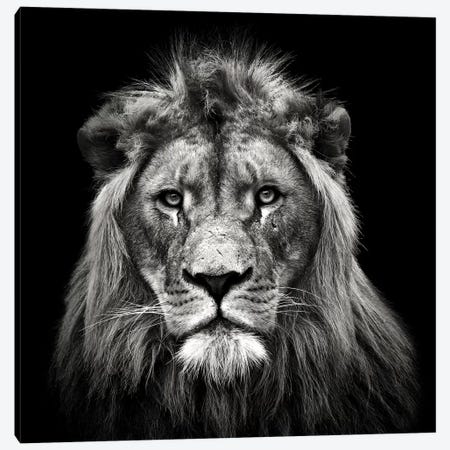 Young Male Lion Canvas Print #CMM5} by Christian Meermann Canvas Artwork