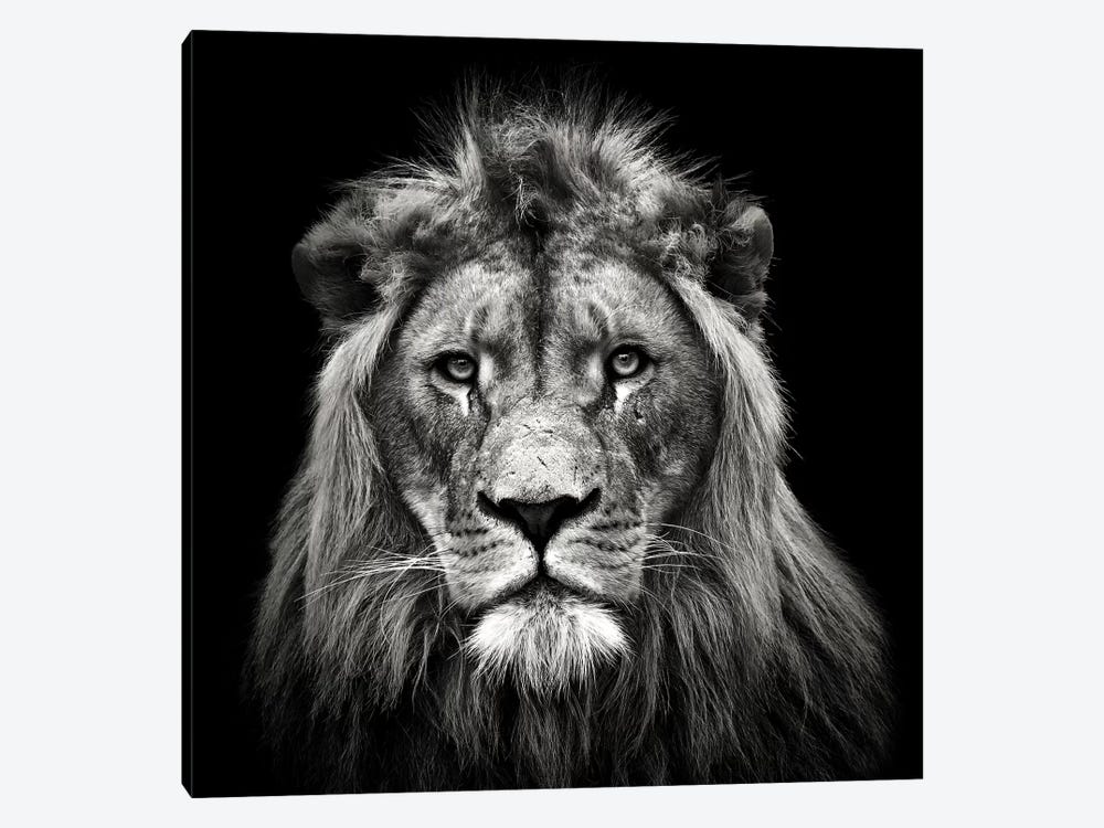 Young Male Lion by Christian Meermann 1-piece Canvas Artwork