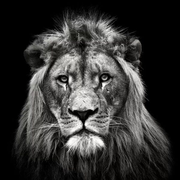 Young Male Lion