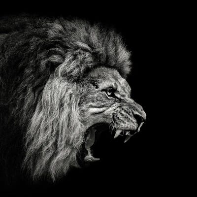 Roaring Lion #2 by Christian Meermann framed wall art