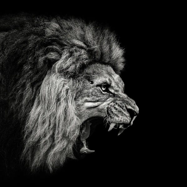 Christian Meermann: Roaring Lion #2 by Christian Meermann
