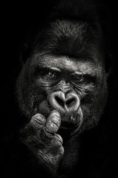 Attitude by Christian Meermann wall art