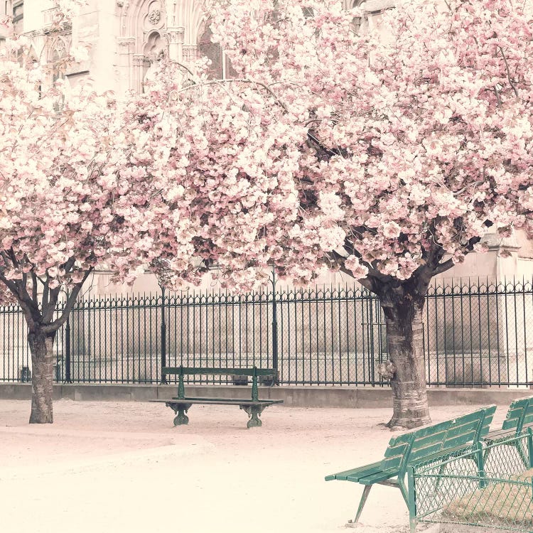Paris Cherries by Caroline Mint wall art