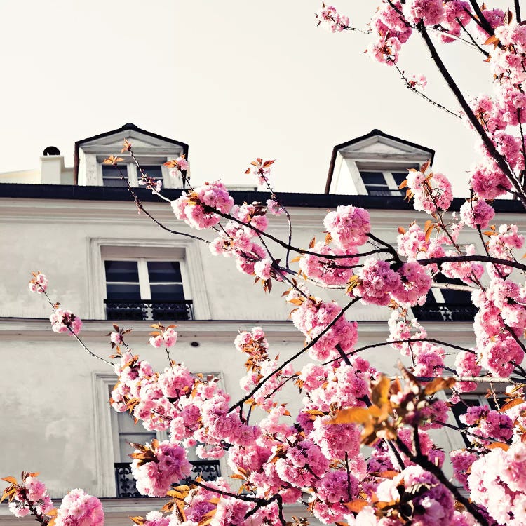 Paris Cherries II by Caroline Mint wall art