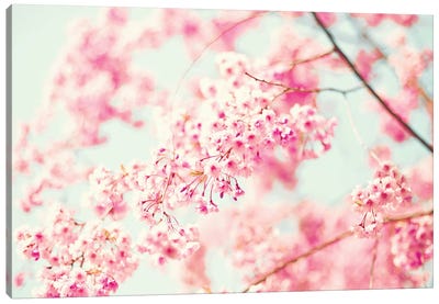 Pink Cherries Canvas Art Print - Blossom Art