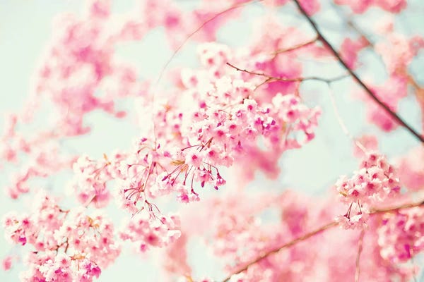 Cherry Blossoms: Pink Cherries by Caroline Mint
