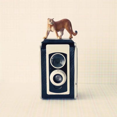 Reflex Camera by Caroline Mint framed canvas print