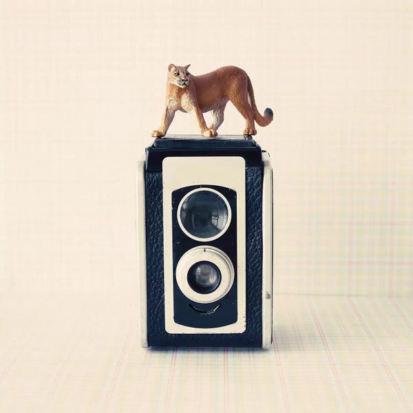 Caroline Mint: Reflex Camera by Caroline Mint