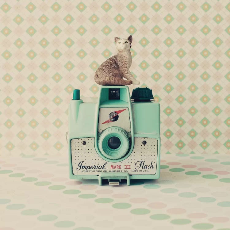 The Cat And The Camera by Caroline Mint wall art