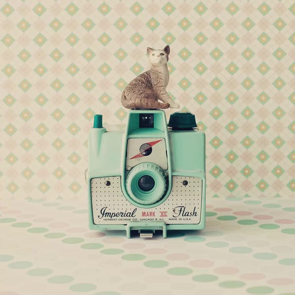 Caroline Mint: The Cat And The Camera by Caroline Mint