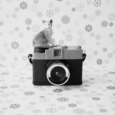 The Cat And The Little Camera by Caroline Mint framed canvas print