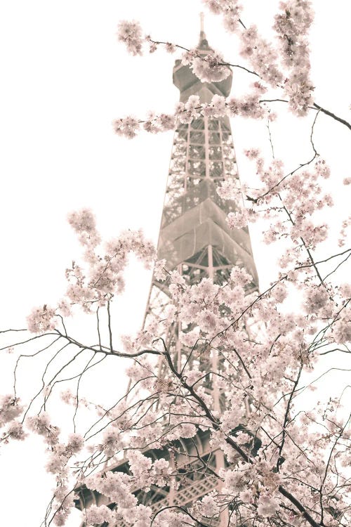 Eiffel Tower And Cherry Blossoms