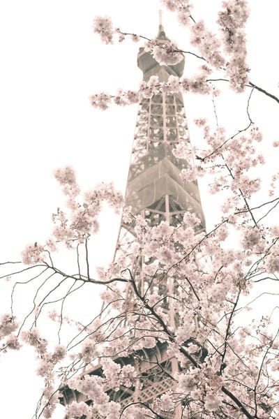 Eiffel Tower And Cherry Blossoms