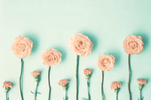 Caroline Mint: Growing Flowers by Caroline Mint