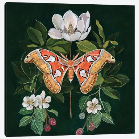 Atlas Moth Canvas Print #CMT14} by Clara McAllister Canvas Artwork