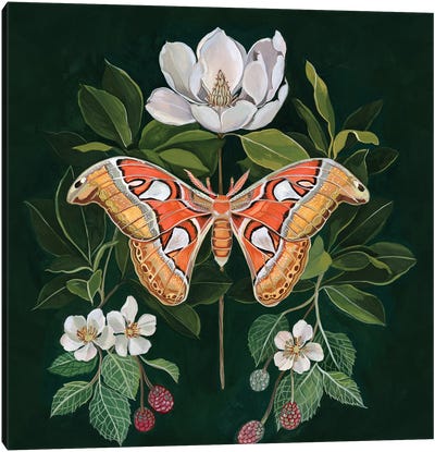 Atlas Moth Canvas Art Print - Clara McAllister
