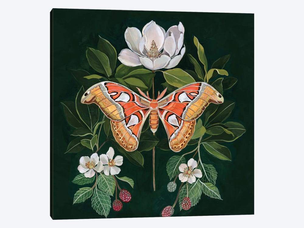 Atlas Moth by Clara McAllister 1-piece Canvas Art Print