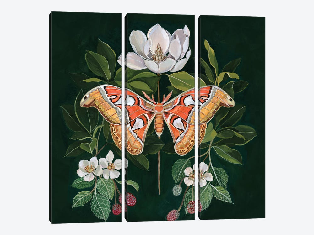 Atlas Moth by Clara McAllister 3-piece Art Print