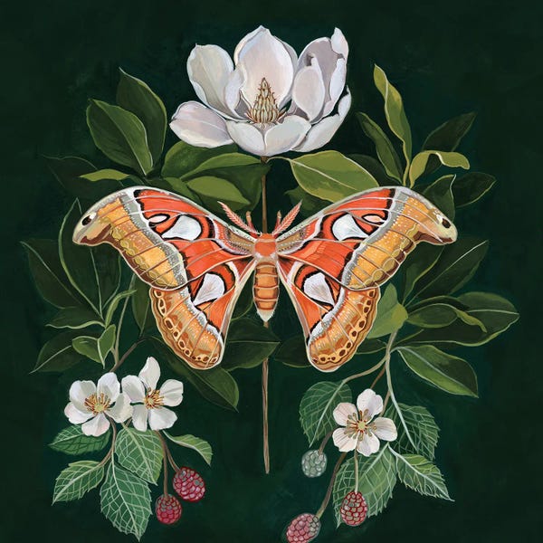 Moths: Atlas Moth by Clara McAllister