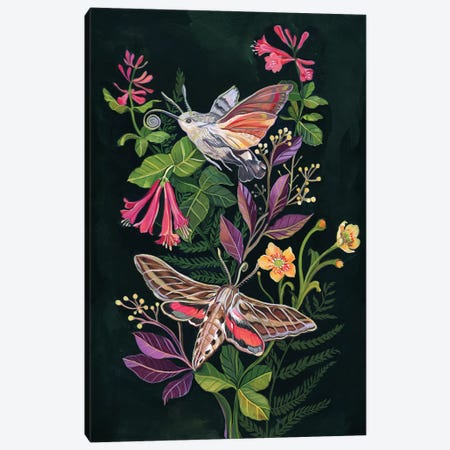 Hummingbird Moth Canvas Print #CMT15} by Clara McAllister Canvas Artwork