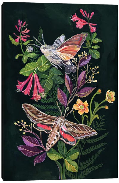 Hummingbird Moth Canvas Art Print - Hummingbird Art