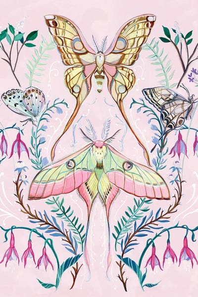 Moths: Chinese Moon Moth by Clara McAllister