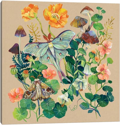 Luna Moth Canvas Art Print - Tan Art