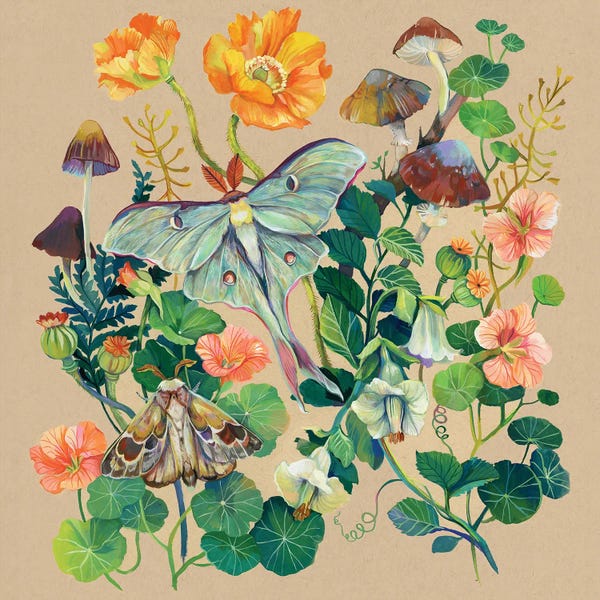 Moths: Luna Moth by Clara McAllister