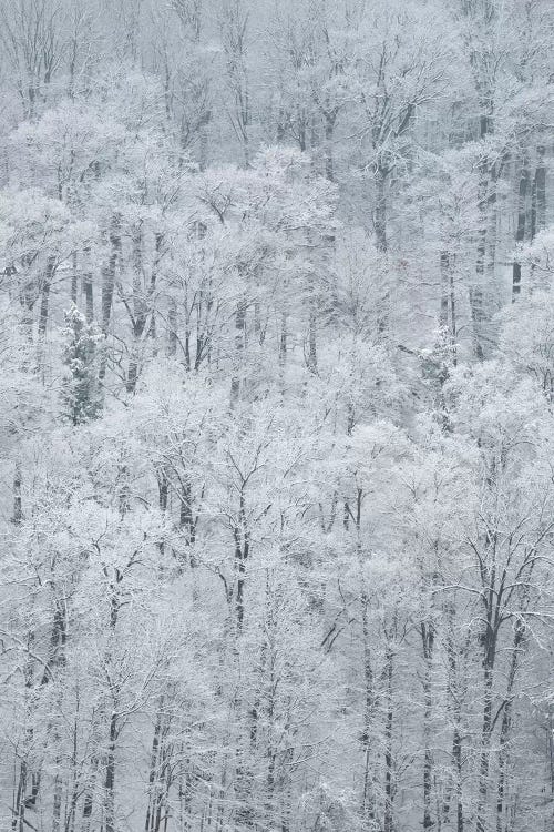 USA, New York State. Snow covered trees, Green Lakes State Park