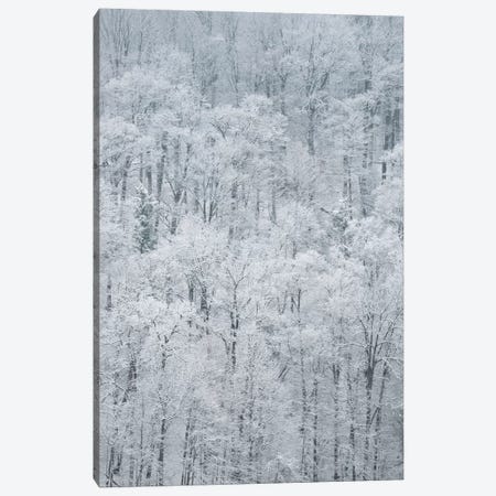 USA, New York State. Snow covered trees, Green Lakes State Park Canvas Print #CMU10} by Chris Murray Canvas Art